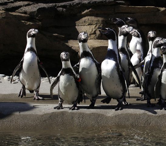 Llegaron los pingüinos