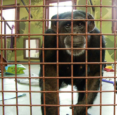 Propietarios luchan para encontrar santuarios para chimpancés