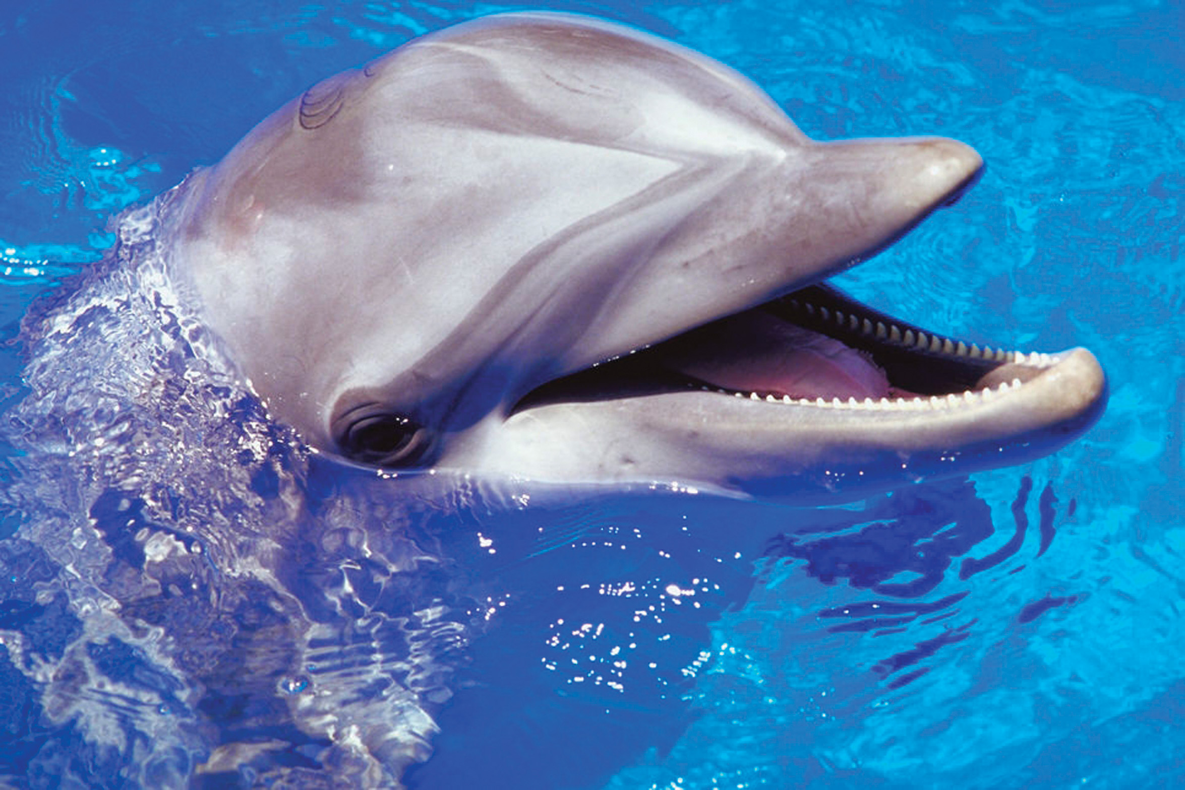 Ayudan delfines a pacientes a dormir