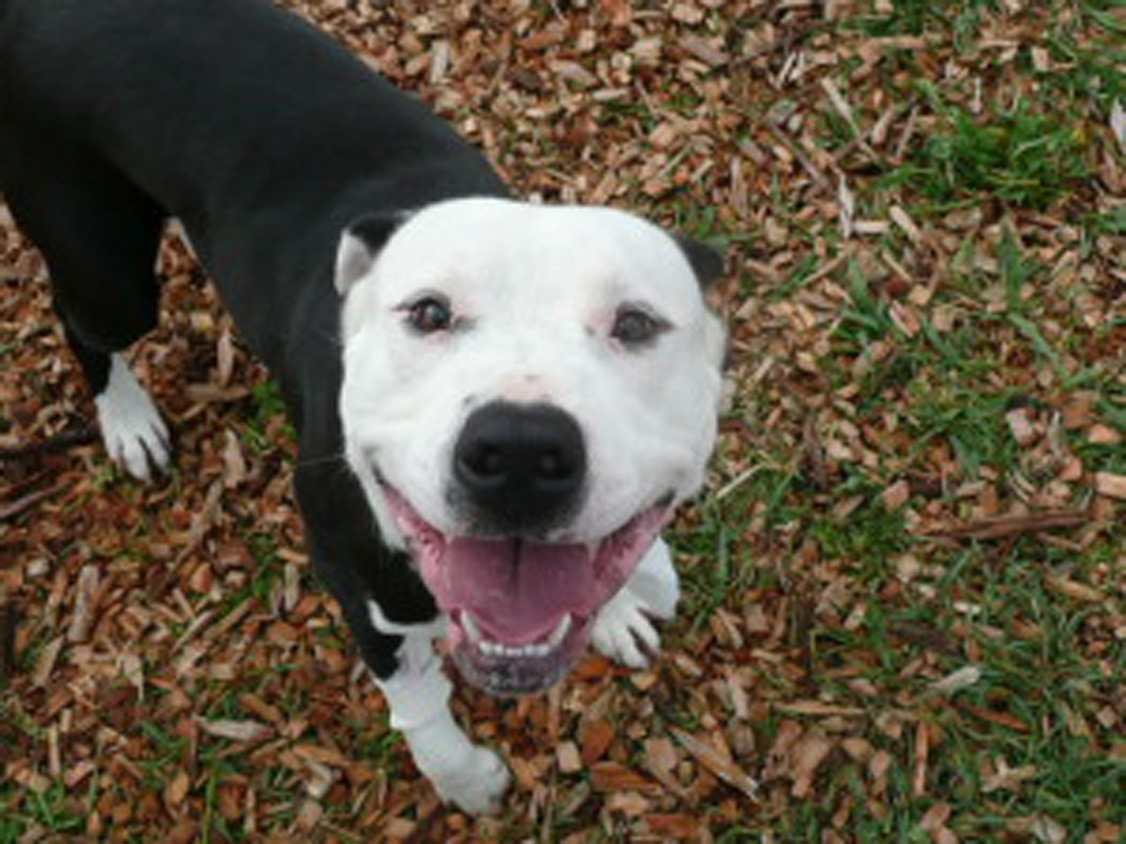 Inician evacuaciones de animales