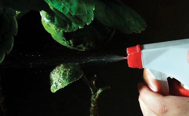 &iexcl;Ah&iacute; viene la plaga!