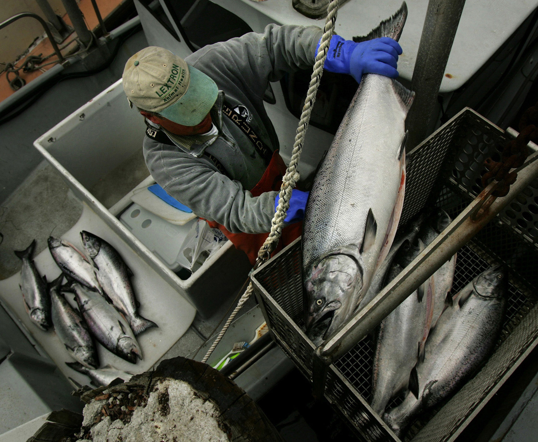 Stage is set for better salmon season