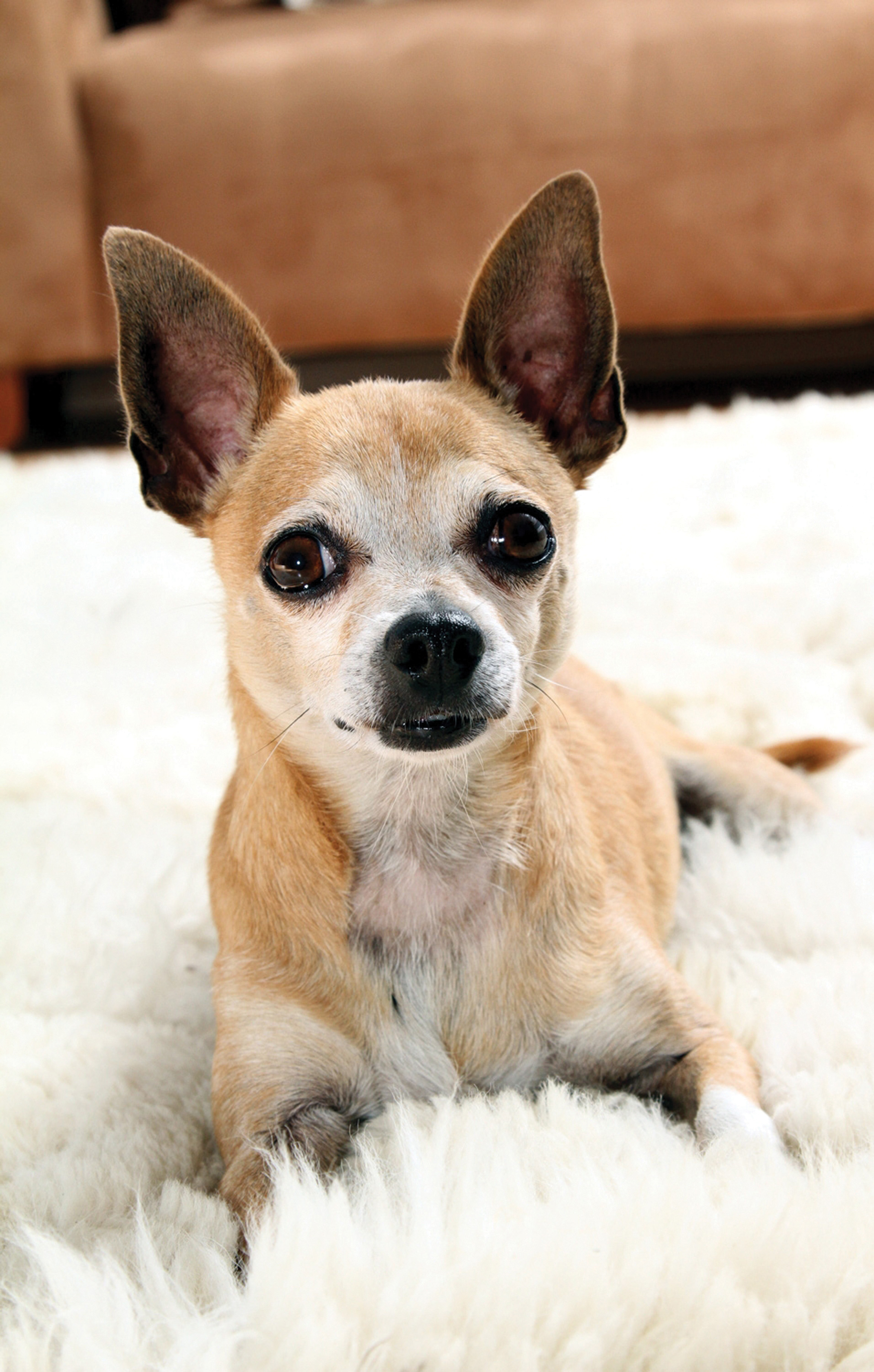 &iexcl;Ay, chihuahuas!