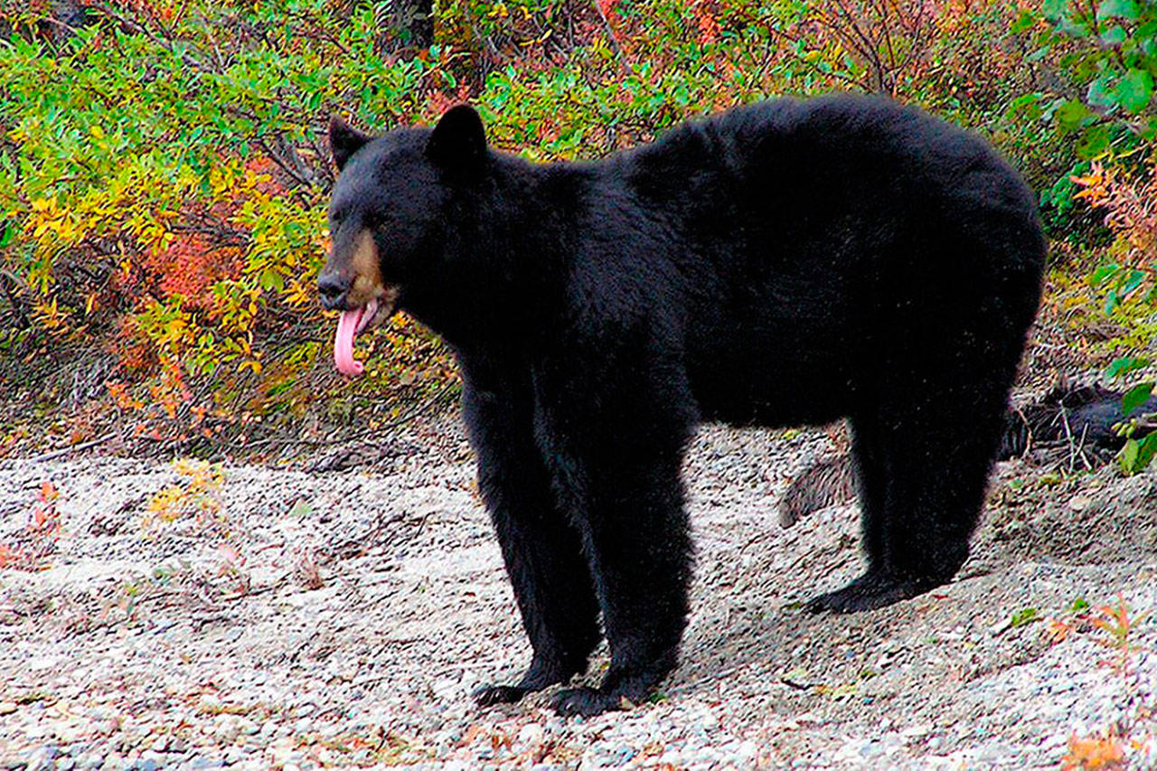 Informan comportamiento descarado de osos a lo largo de Mountain Loop