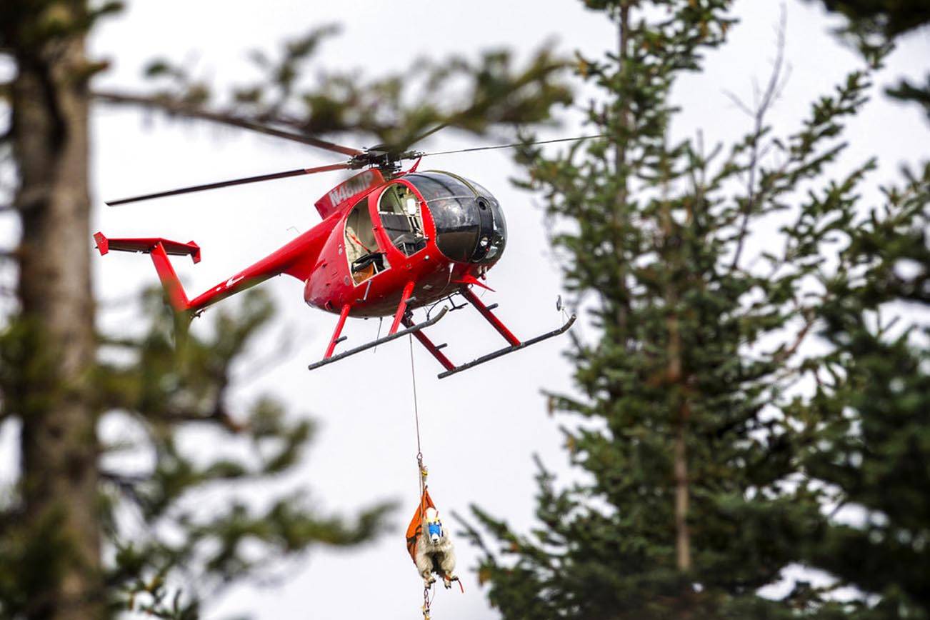 (Jesse Major/The Peninsula Daily News vía AP)