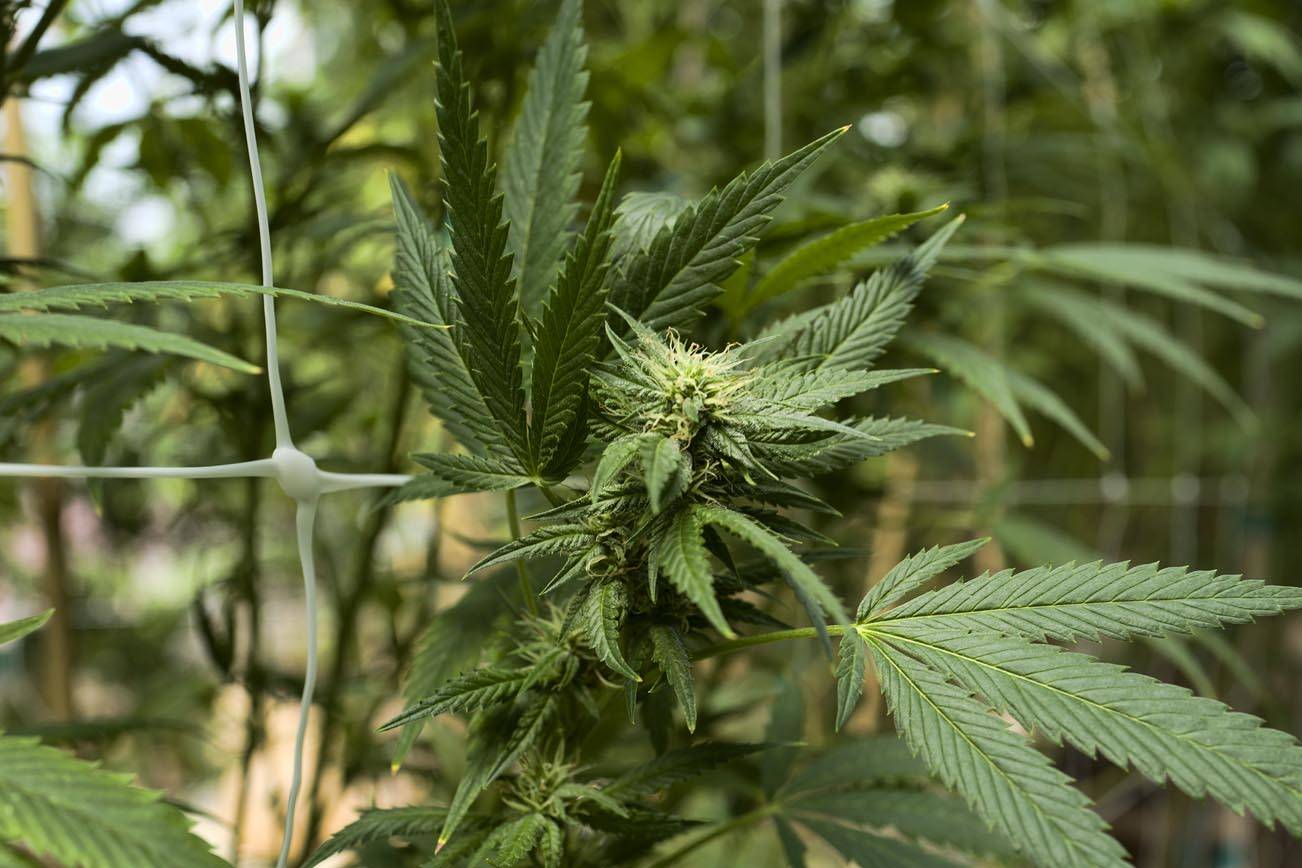 EEUU aprueba importar cannabis de Canadá para investigación
