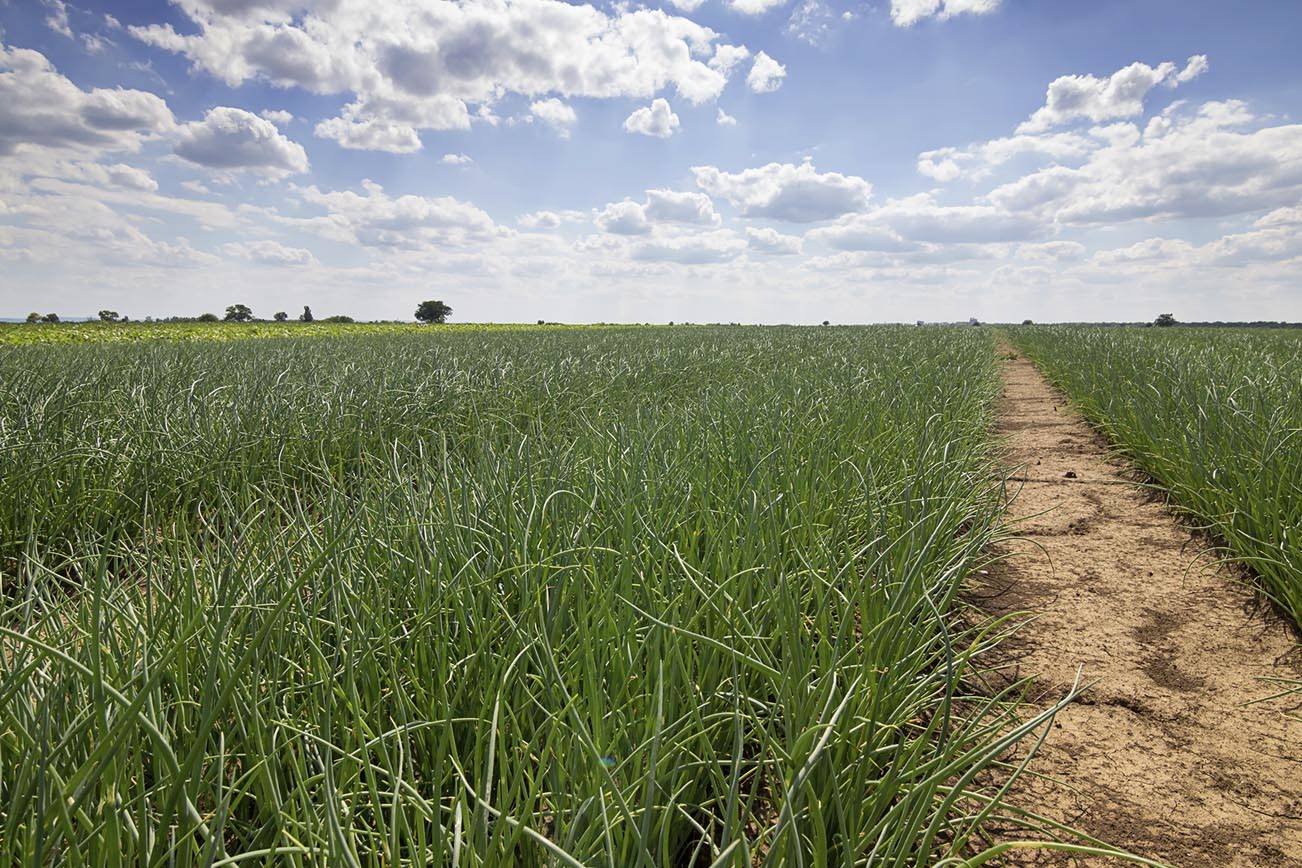 Horning Brothers pagará $525,000 para resolver demanda sobre acoso sexual de trabajadoras agrícolas