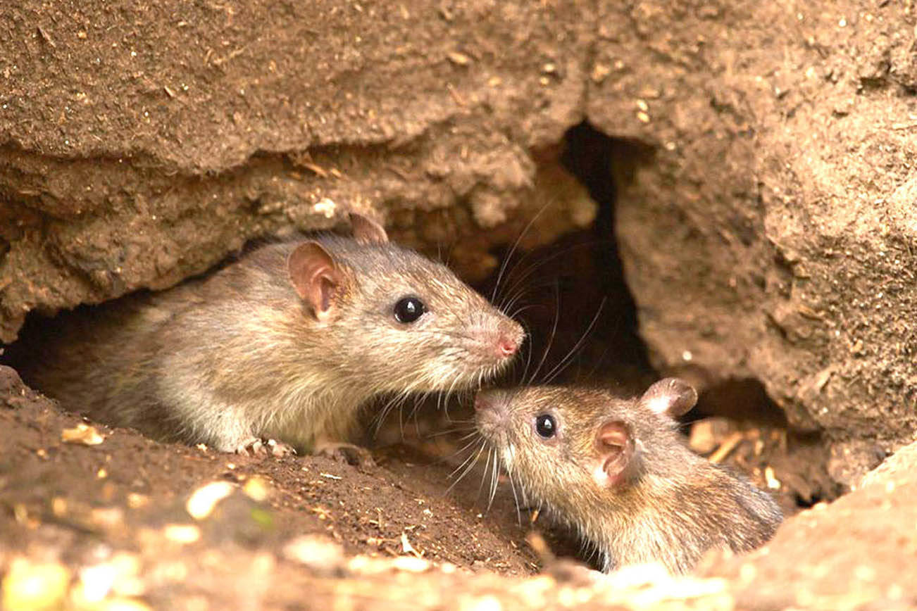 Aumento de población de ratas en Seattle cuesta a personas miles en reparaciones
