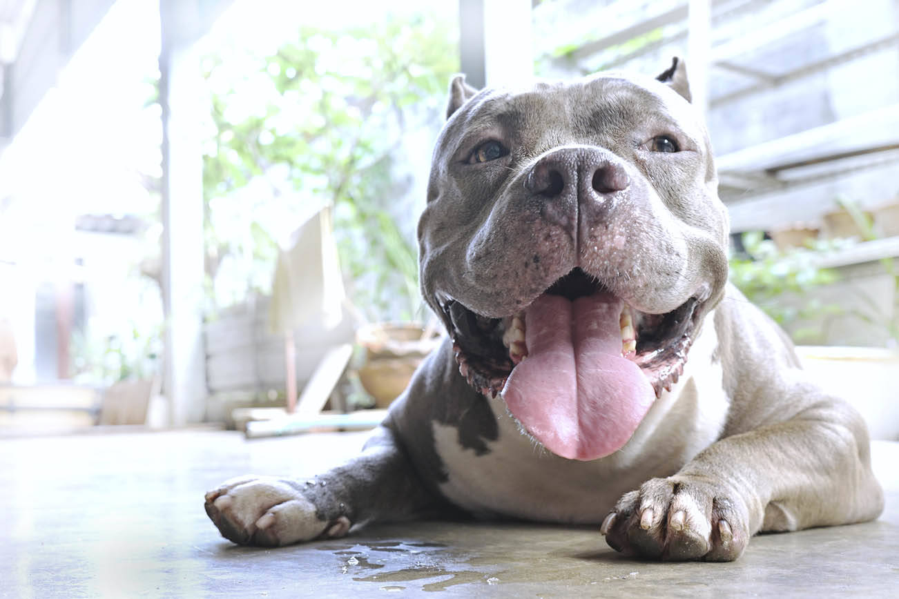 Proponen permitir a dueños de perros apelar prohibiciones de razas peligrosas