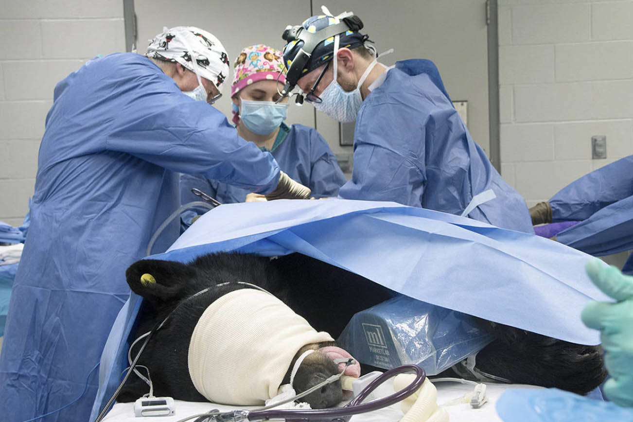 Oso negro atropellado se recupera Lynnnwood