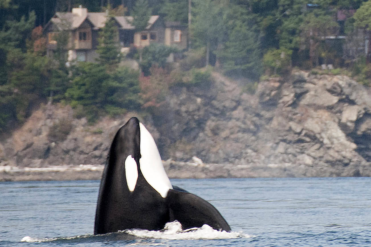 Orca enferma J7 ha mejorado