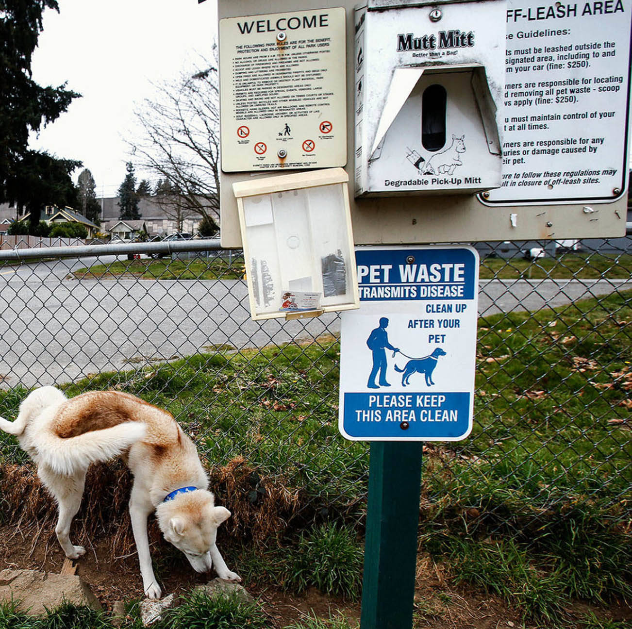 Prohibición de bolsas de plástico y caca de mascotas: ¿Cuál es la forma correcta de tirar?