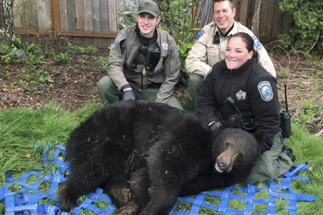 Atrapan un oso en vecindario de Monroe