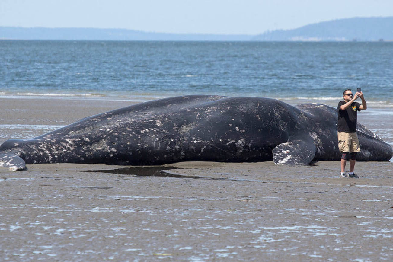 (Julia-Grace Sanders / The Herald)