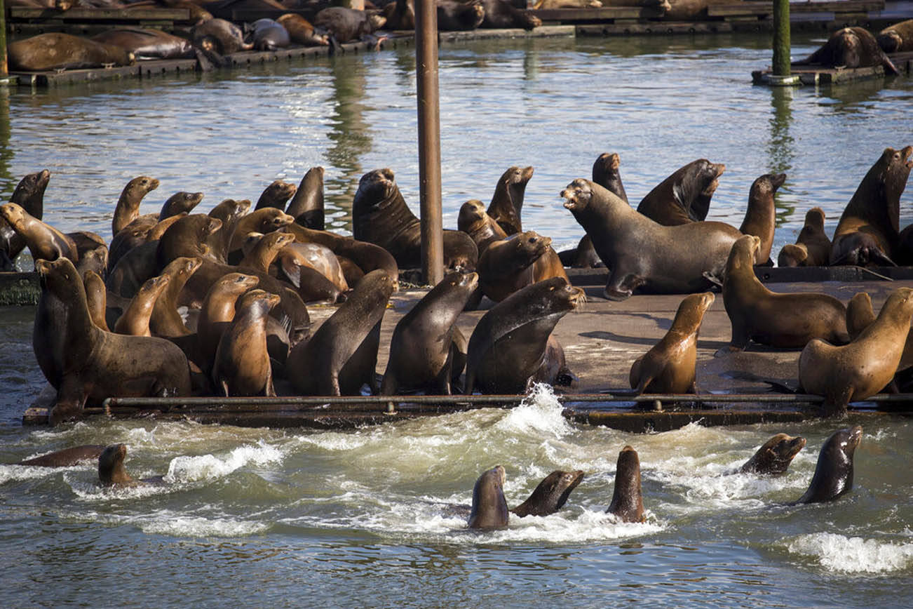 Leones marinos causan problemas en los puertos del noroeste