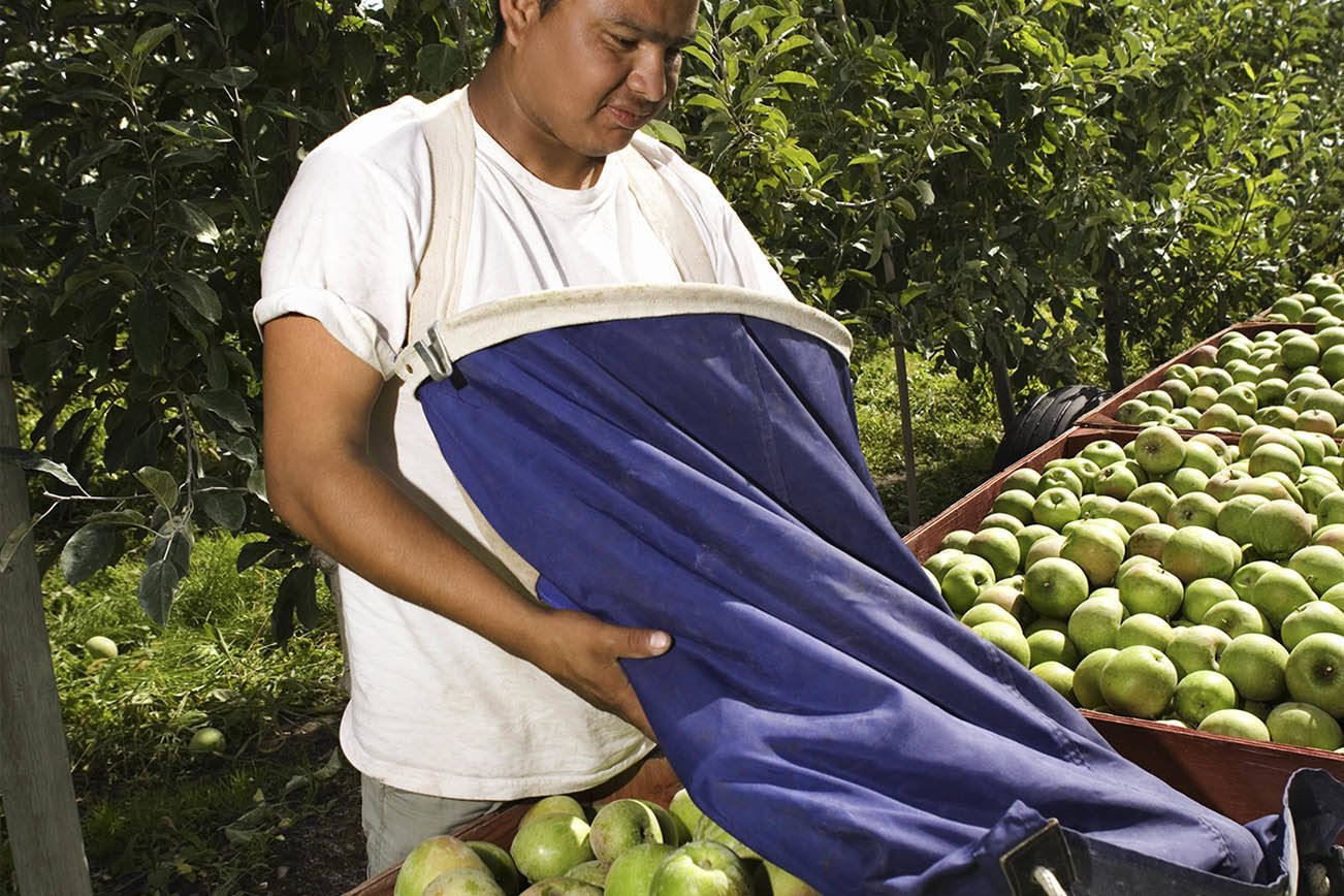 Productores de manzana satisfechos con el fin de las tarifas de México