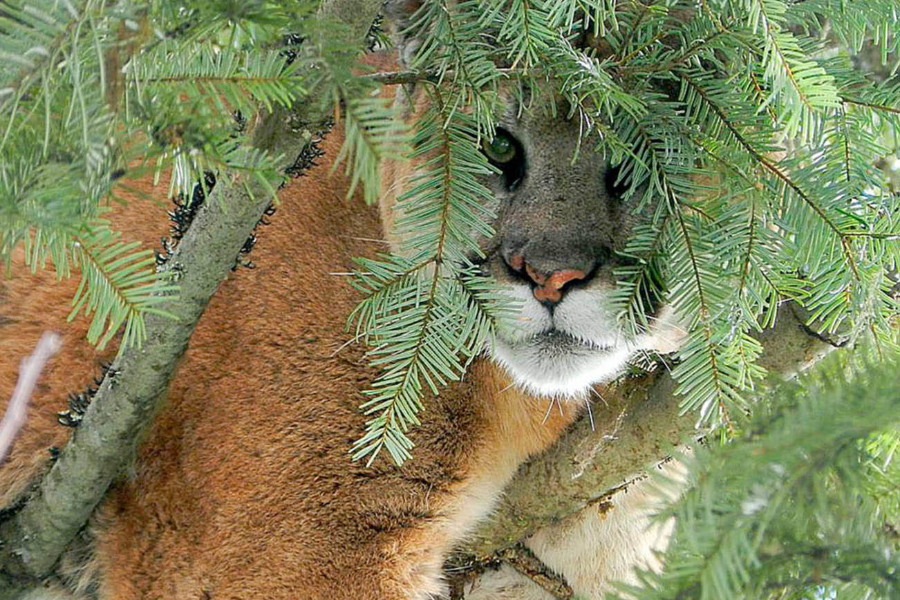 Puma intenta atacar a un niño en Leavenworth