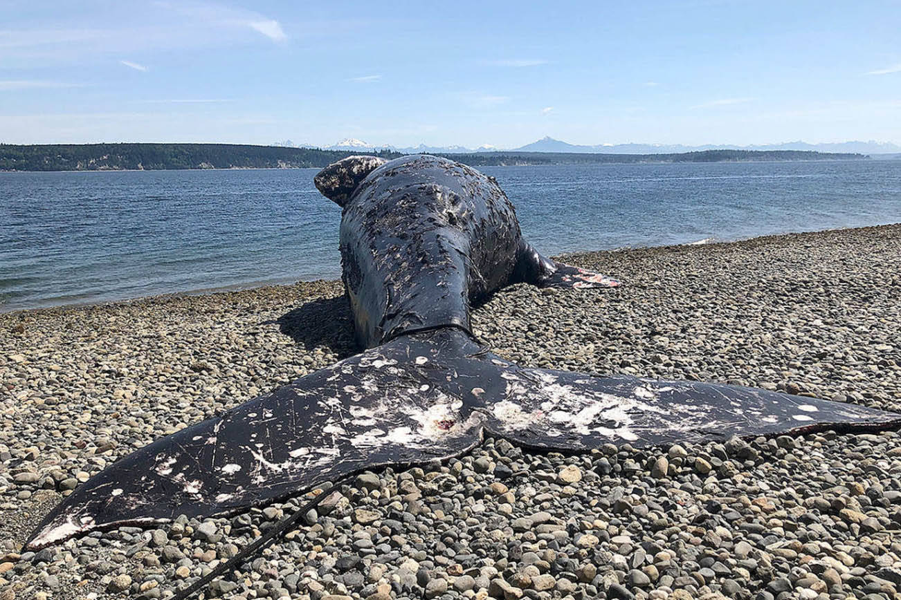 La ballena gris muerta encontrada Everett en mayo murió de hambre