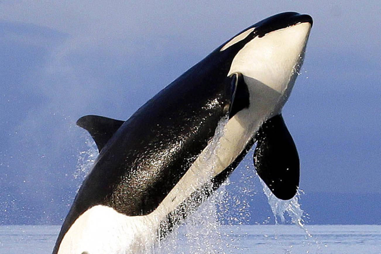 (AP Foto/Elaine Thompson, File)