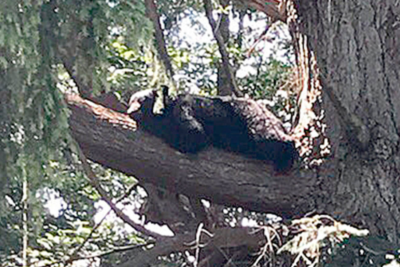 Avistan oso negro haciendo la siesta en un árbol en Mill Creek