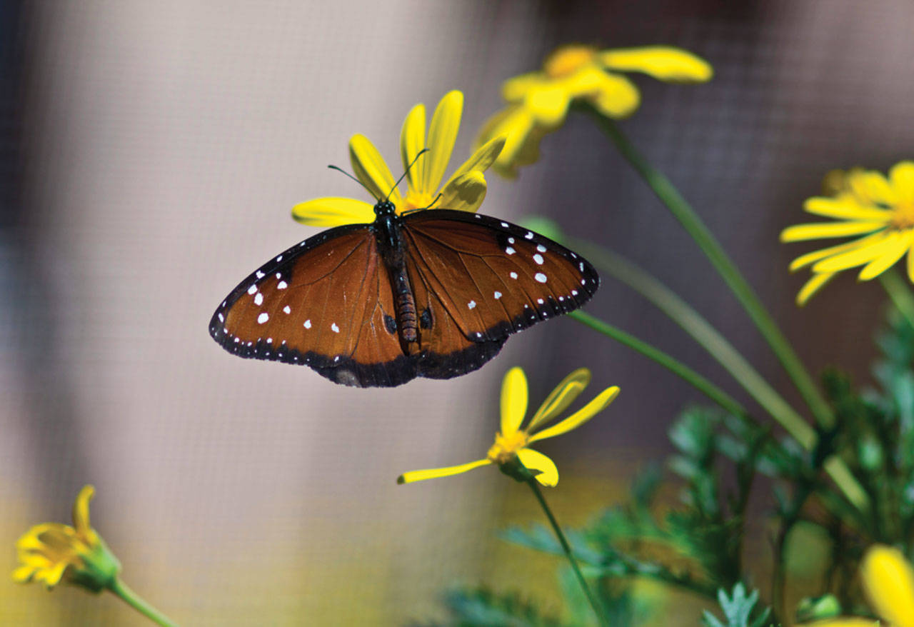 Mariposas monarca llegan tarde a México