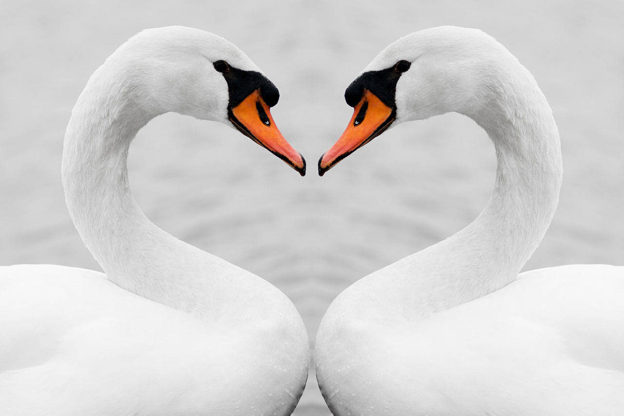 swans