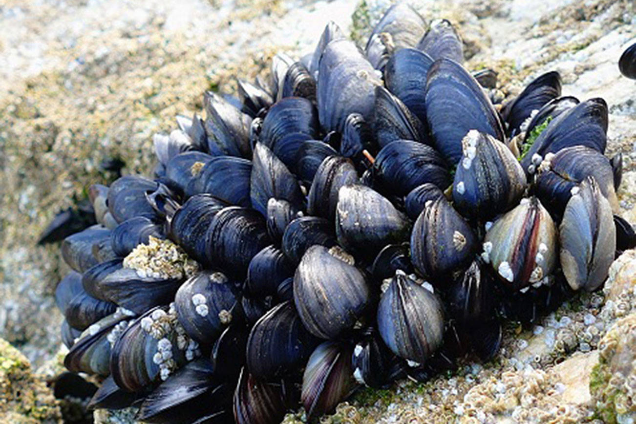 shellfish image